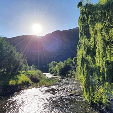 river-trees-willow-sun